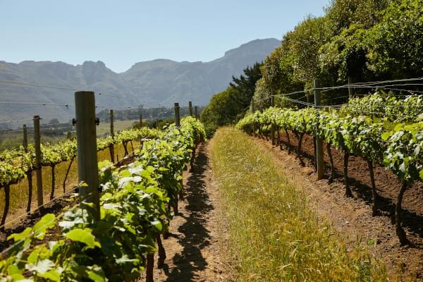 Rangées de vignes bien entretenues