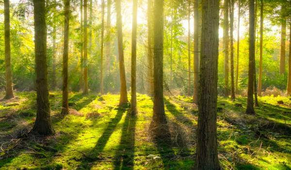 Foret baignée de lumière