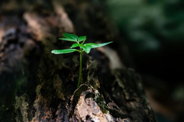 Jeune pousse d'arbre sur un vieux tronc