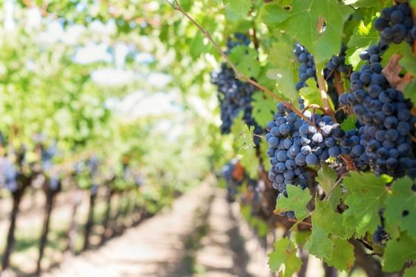 Belles grappes de raisins dans les vignes